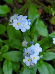 forget me not flowers