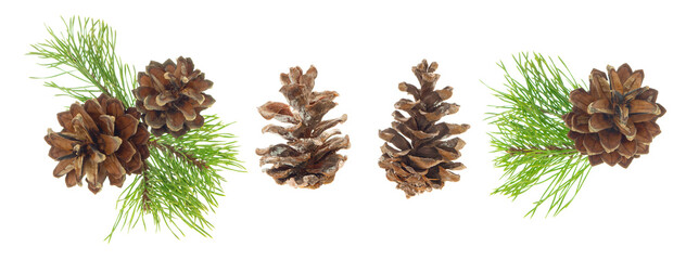 Beautiful fir tree branch with pine cones on white background. Medicinal plants. Forest tree with cones. isolated