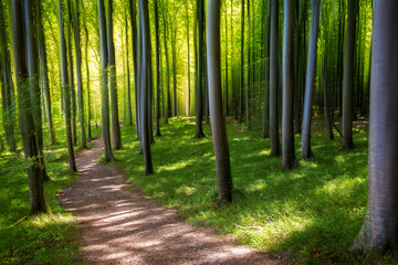 footpath in the forest