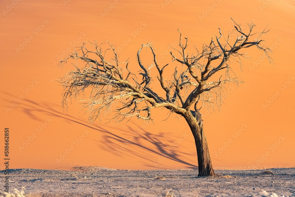 Sticker Namibia, the Namib desert, a tree 