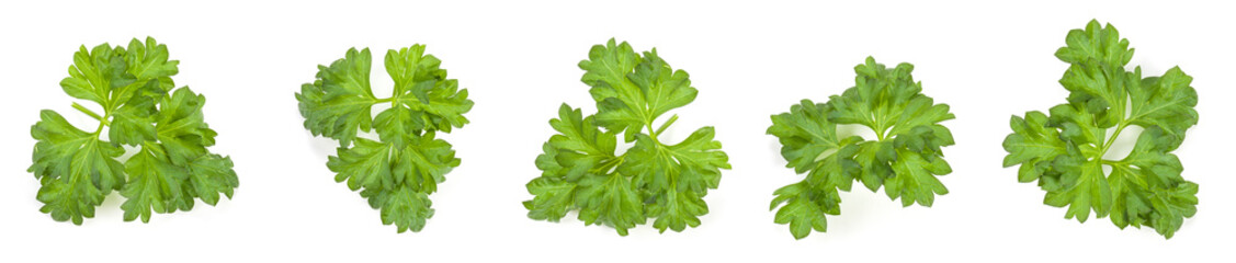 Fresh parsley herb leaves  isolated on white background