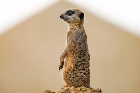 Closeup Shot Of A Cute Brown Lemur