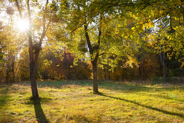 Sunlight in the forest autumn time. Natural autumn landscape