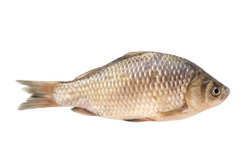 Crucian fish isolated on white background. River fish