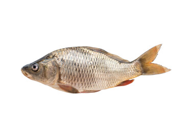 Carp fish isolated on white background. River fish
