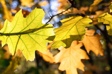 Naklejka na ściany i meble Autumn leaves close up on a sunny day