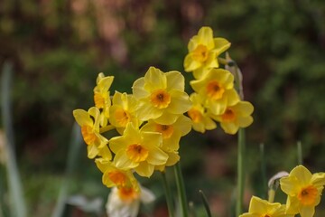 Shallow focus shot of yellow Martinette Daffodil flowers in the garden