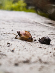 snail on a rock