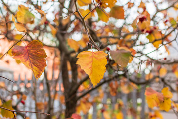 Naklejka na ściany i meble Autumn hawthorn tree .Autumn background