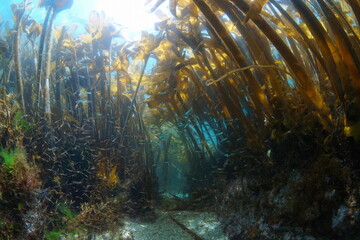Fototapeta na wymiar Algae kelp forest underwater in the Atlantic ocean with small fish and shrimp (Furbellow seaweed, Saccorhiza polyschides), Spain, Galicia