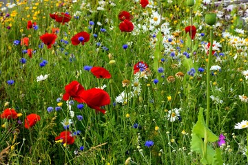 Naklejka premium Wild flowers