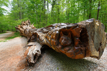 The Chainsaw Art on a fallen red oak tree at William B Umstead State Park, Raleigh North Carolina. 