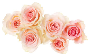 pink roses isolated over white background closeup. Rose flower bouquet in air, without shadow. Top view, flat lay..