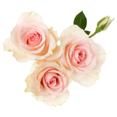 three pink roses isolated over white background closeup. Rose flower bouquet in air, without shadow. Top view, flat lay.. - 518665407
