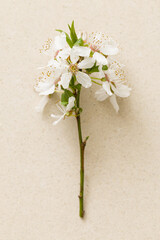 Fototapeta na wymiar White cherry flowers on a beige background, top view. Minimalist style