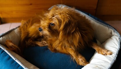 Closeup of a brown furry dog lying on its bed