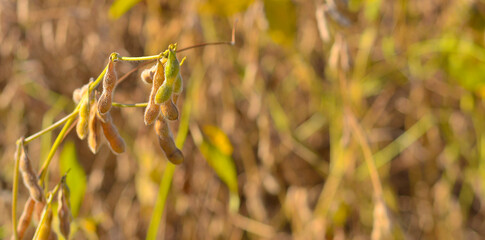 Brazilian soy plantation on sunny day