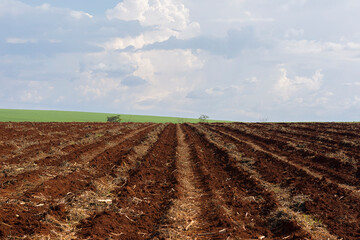 Sugarcane plantation on sunny day