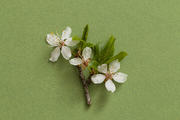 Fototapeta na wymiar White cherry flowers on a green background, top view. Minimalist style