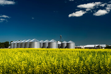 A large industrial farming operation with several grain silos and feed bins with a blooming yellow canola field in Rocky View County Alberta Canada under a deep blue sky.