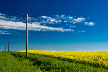 A row of wooden telephone poles standing tall along a blooming yellow canola field in Rocky View County Alberta Canada under a deep blue sky.