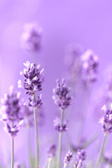 Obraz premium Lavender flowers in the summer, Floral field background,