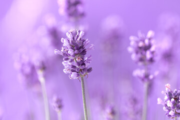 Obraz premium Lavender flowers in the summer, Floral field background,