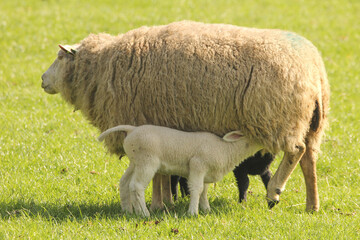 a lamb is drinking by its big white mother sheep in a green meadow in springtime