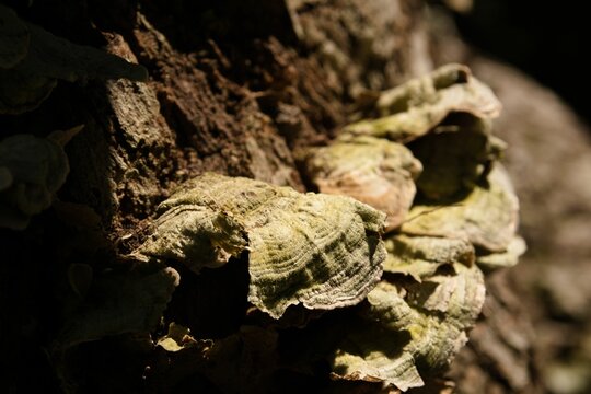 Closeup shot of shelf mushrooms (Polypore) on the tree
