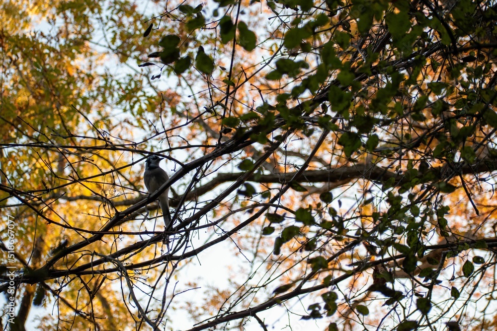 Poster bottom view of a common bulbul sitting on tree branch on an autumn day in the park