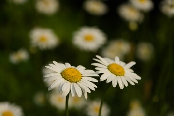 Closeup shot of common daisies (Bellis perennis) in the field © Wirestock Creators