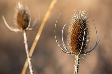 Macro shot of a dry thorny Plumeless thistles plant on blurry background