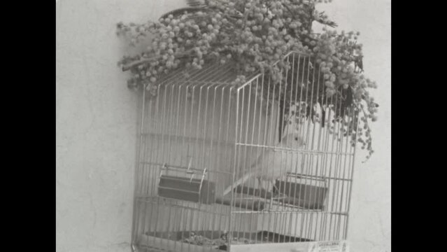 Italy 1963, Canary in a cage