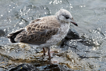 Junge Sturmmöwe am Steenodder Pier Nr. 1
