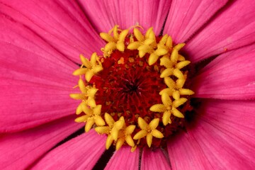 Closeup of the pistil of a pink daisy flower