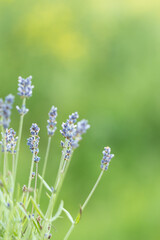 Obraz na płótnie Canvas Lavender flowers in the summer, Floral background,