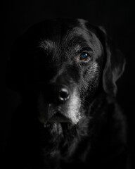 Portrait of an old black labrador with a dark background