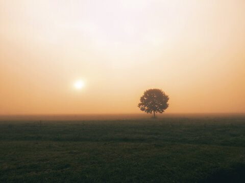 Lone tree standing in a field against the fog