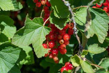 Ripe red currant growing on a bush close-up