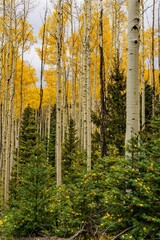 Scenic shot of a colorful forest of yellow Aspen trees and pine trees in autumn under the blue sky