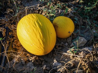 Closeup of ripe yellow melons on rocky ground