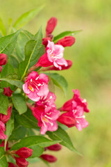 Fototapeta na wymiar Beautiful red flowers Weigela florida. Blooming garden. Floral background, close up of the flower head.