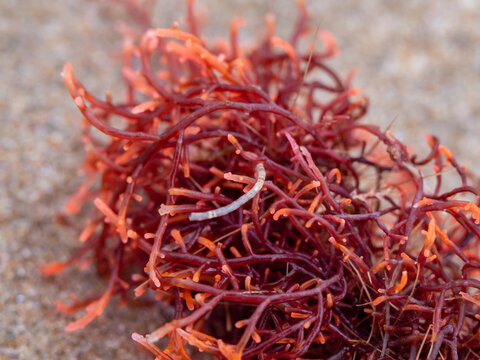 close up photo of a red seaweed also known as gigartina pistillata on a sand