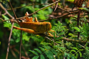 Obraz premium beautiful grasshopper in the morning