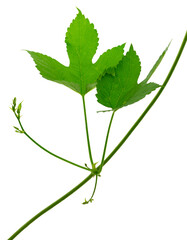 Fototapeta premium Fresh green hops branch, isolated on a white background. Hop cones with leaf. Organic Hop Flowers. Close up. Brewery
