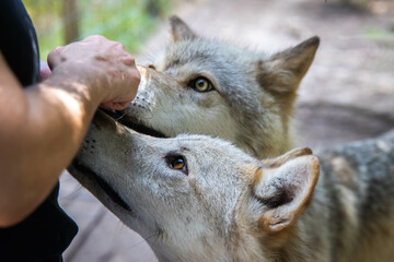CLose up wolf dog feeding treats from hand