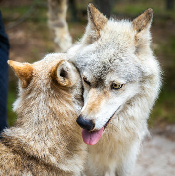 Close up couple of wolfes portrait playing together
