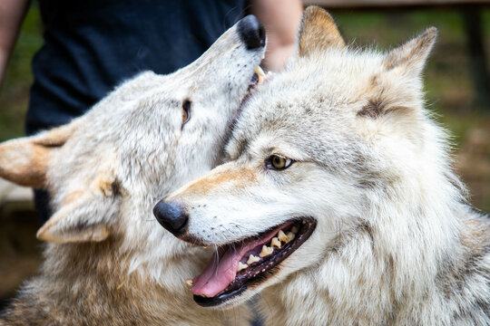 Close up couple of wolfes portrait playing together