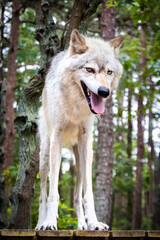 Single wolf portrait close up full size