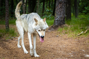 Naklejka na ściany i meble Single wolf portrait walking in the forest close up